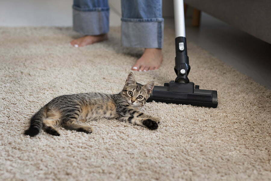 vacuuming pet furs